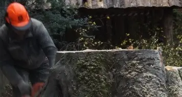 Tione, il grande faggio abbattuto dal Comune