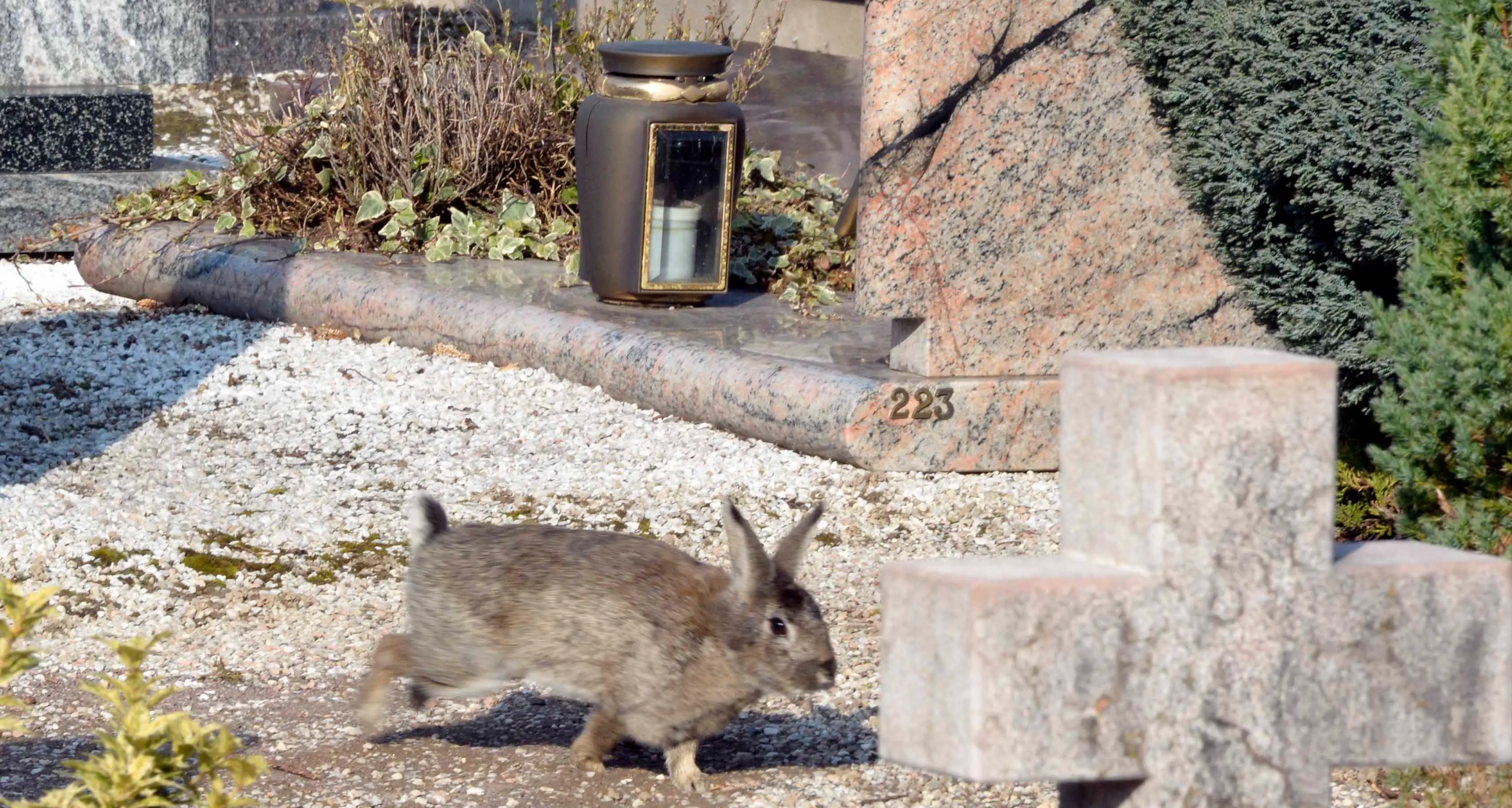 Conigli sereni al cimitero: catture ferme da febbraio