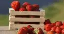 Scienza: i ricercatori trentini dell'Istituto agrario San Michele contribuiscono a mappare il genoma della fragola