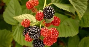 Piccoli frutti, nuove varietà