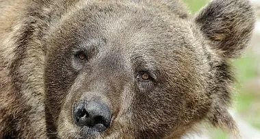 Val di Non, l'avviso del sindaco: «L'orso è qui»