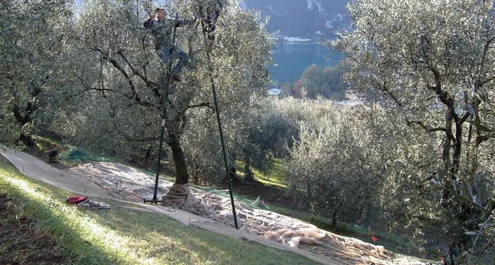 I produttori di olio del Garda: «Le inchieste sull’extravergine? Solo pubblicità per noi»