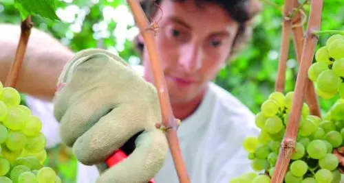 Laureati e ingegneri, ecco chi vendemmia al tempo della crisi