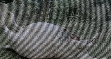 A tu per tu con l'orso: turisti in fuga