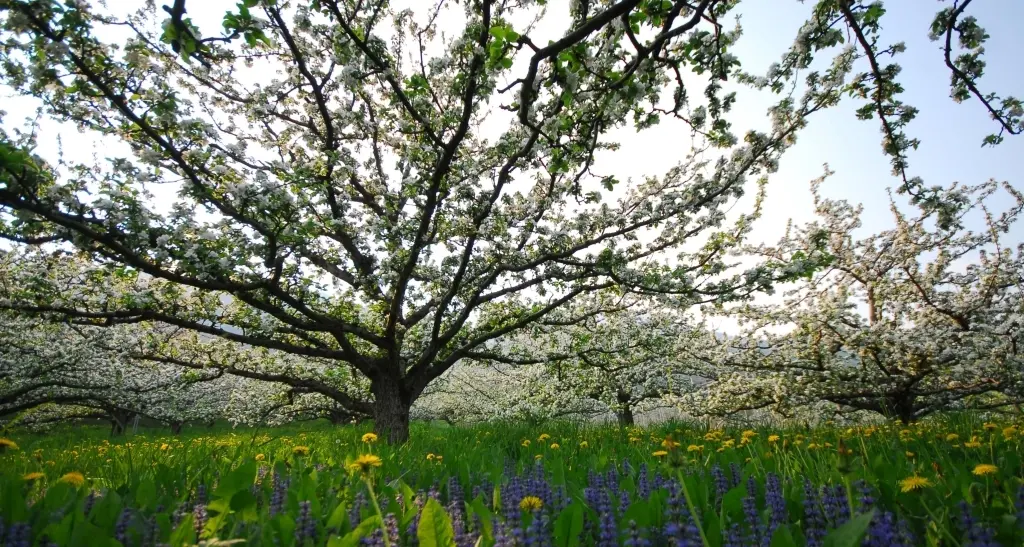 Da giovedì sole e temperature primaverili