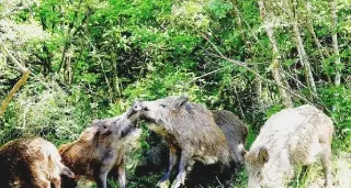 Caccia abusiva al cinghiale in Maremma: maximulta per 48 trentini, traditi dal dialetto