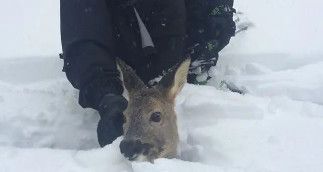Il capriolo sepolto dalla neve e salvato dagli scialpinisti / FOTO