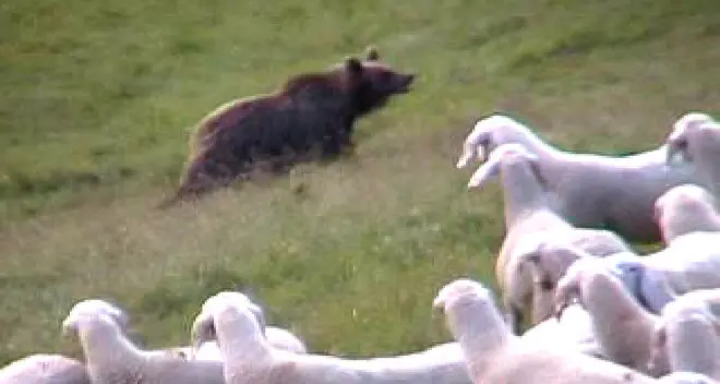 Orso, nuova scorribanda sul Baldo