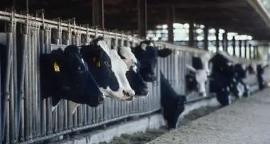 Corte dei Conti, scoppia il caso dei contributi agricoli