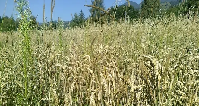 L’agricoltura sociale e bio di Terre Altre