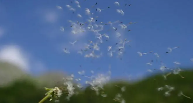 In Trentino sono già arrivati i primi pollini
