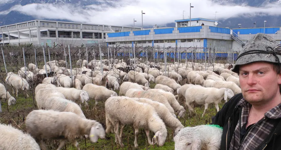 Capre e pecore protagoniste alla fiera ovicaprina in Valsugana