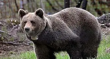 Trentino: orsa troppo \"vivace\", la Provincia ordina la cattura