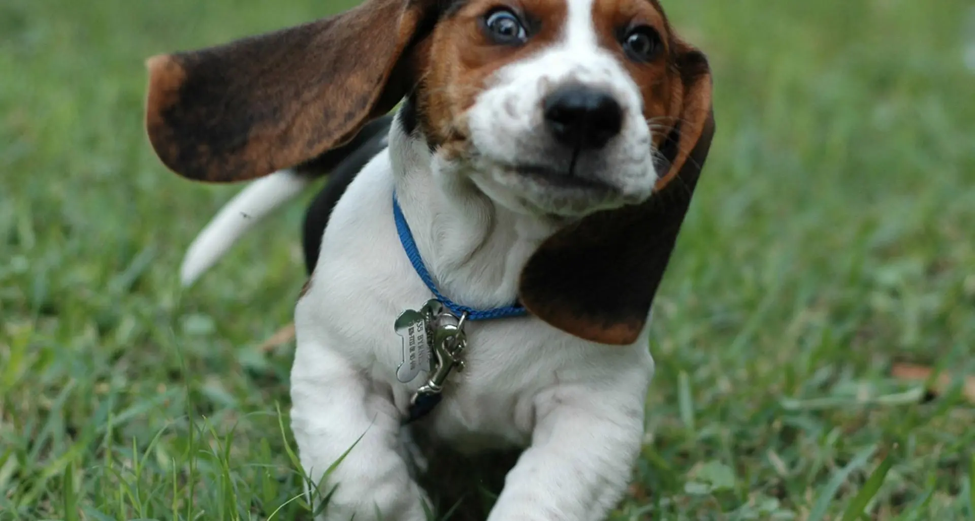 Vuole un beagle con il pedigree, ma finisce raggirato