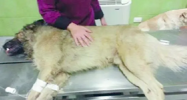 Tre cani avvelenati nel bosco attorno a Malé