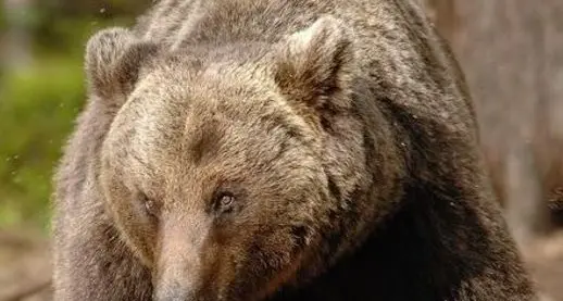 Orso, cento veneti cancellano la gita sul Monte Bondone