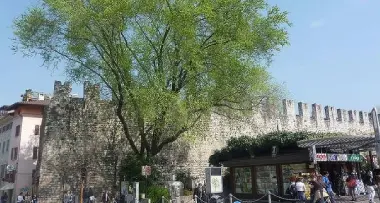 Trento: l'olmo di piazza Fiera sarà salvato