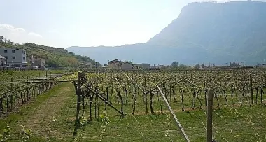 Roncola selvaggia colpisce a Nave S. Felice
