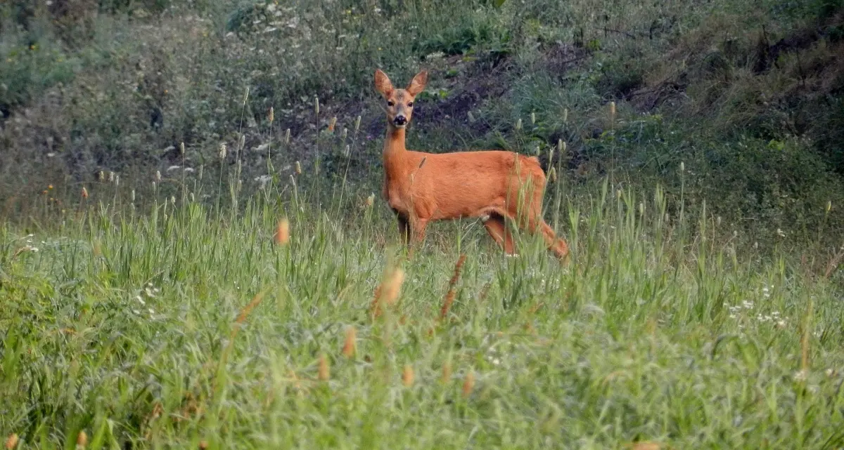 Si scontra con un capriolo: grave centauro