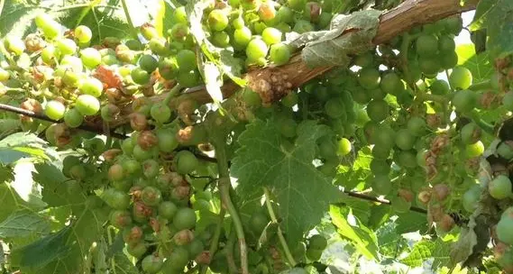 Tenuta di San Leonardo «Danni al 70% dei vitigni»