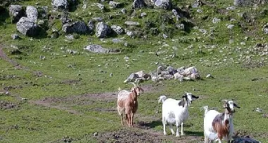 Mattei grazia le capre di Laghel