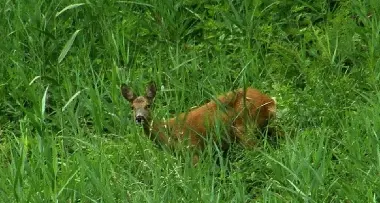 Bracconaggio, il capriolo agli anziani