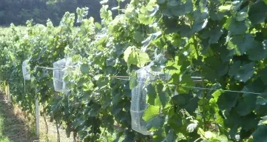 Vibrazioni contro gli insetti dannosi