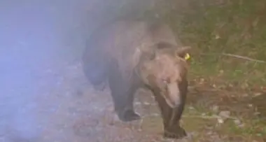 Ucciso in Slovenia l'orso Dino, famoso per le sue scorribande sui monti veneti