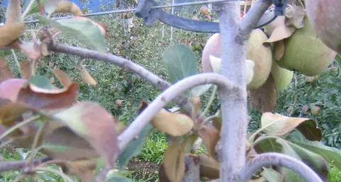 Val di Non, taglia i meli dei vicini