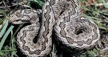 Tornano a casa e trovano una vipera