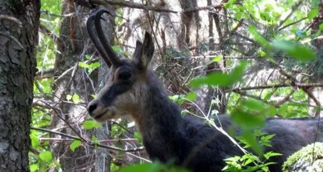 Un camoscio ucciso nei campi lungo l’Adige