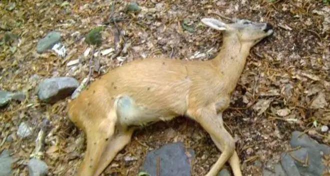 Sparava alla fauna protetta dalla sua baita, denunciato
