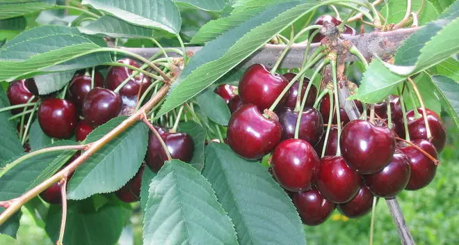 Frutticoltura a rischio: allarme per le ciliegie