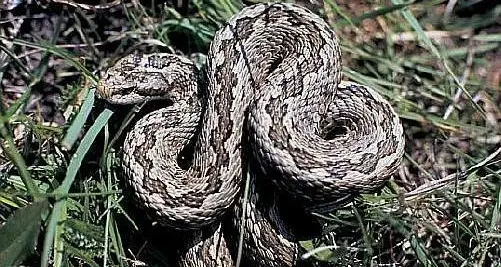 Bambina morsa da una vipera mentre raccoglie le fragole