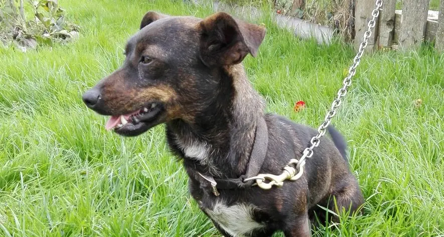 Cane abbandonato: denunciata una donna di Ledro