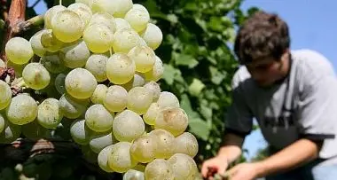 Vendemmia in calo, crollano i rossi
