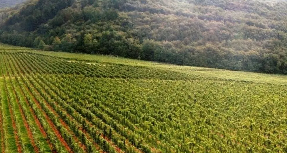 «Viticoltura in crisi per le forti piogge»