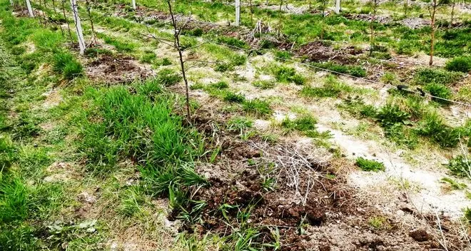 Ladri in campagna rubati i meli «brevettati»