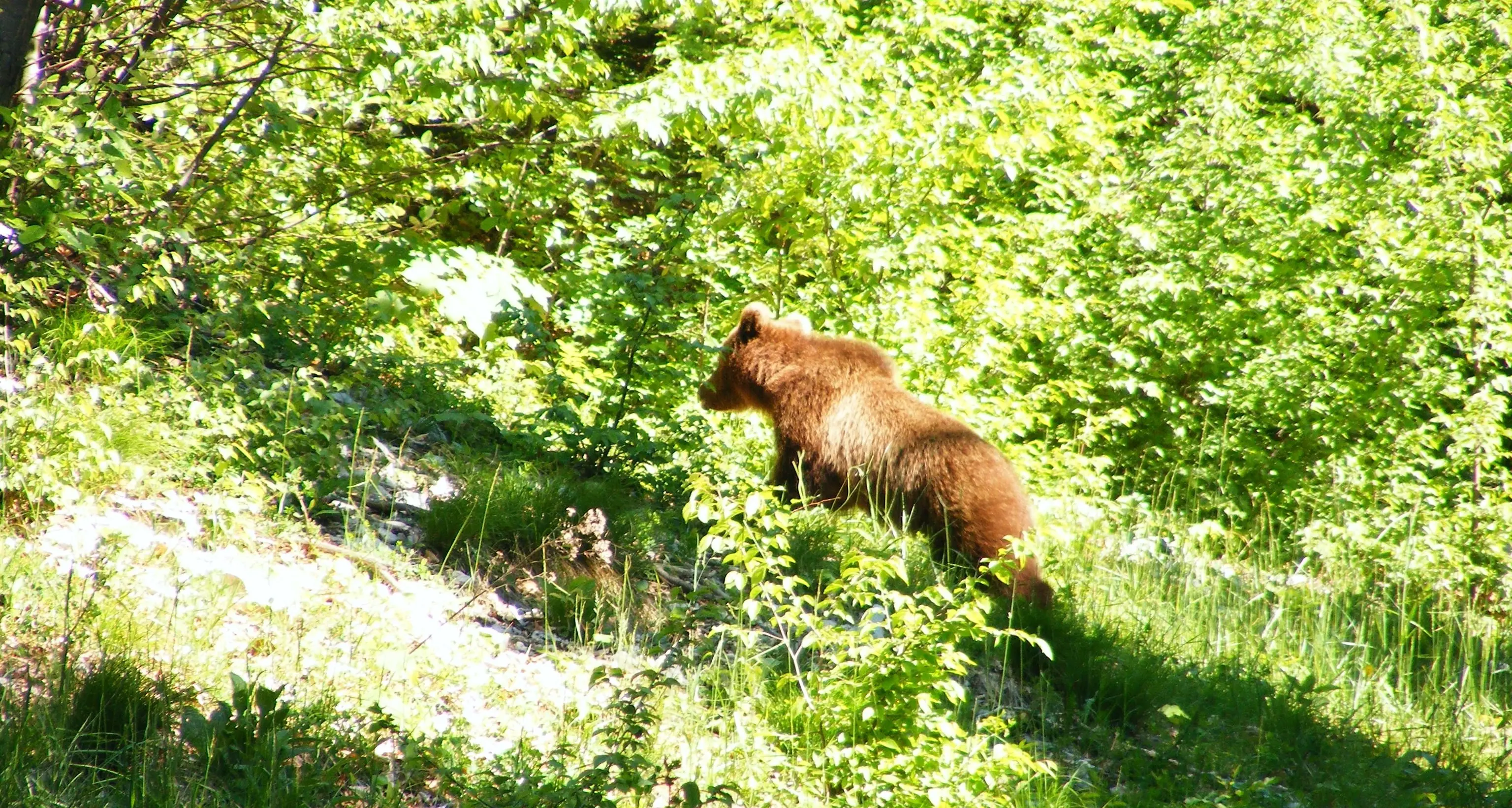La Lav: l'orso è stato provocato