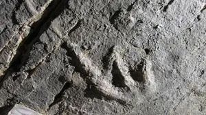 Una delle orme di dinosauro ritrovate nella galleria (foto per  Marco Avanzini)