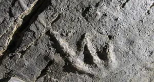 Tre orme di dinosauro riscrivono la geografia giurassica italiana