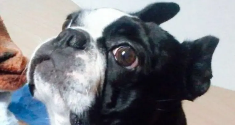 L’assessore: il Trentino deve essere «amico dei cani»