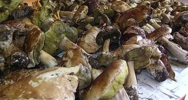 Funghi, \"certificati\" 995 chili