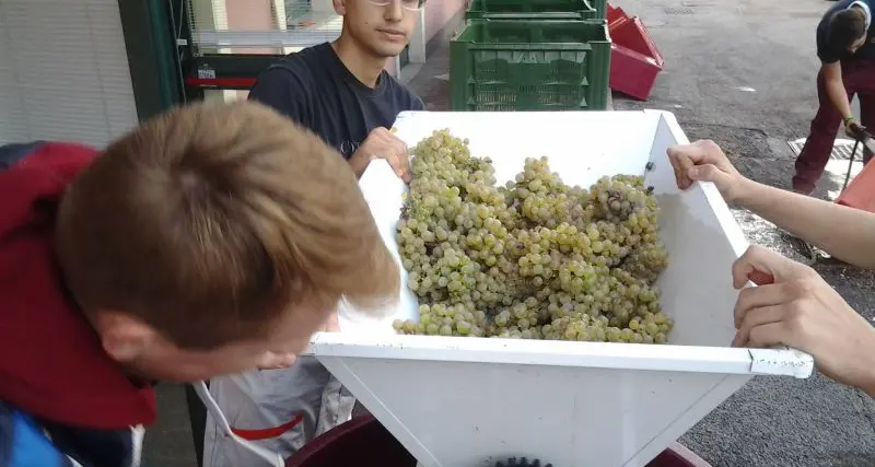 La lezione? Si fa vendemmiando