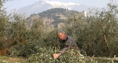 L'olio di oliva è materia scolastica