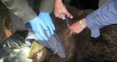Torna in Trentino l'orso catturato in val d'Ultimo