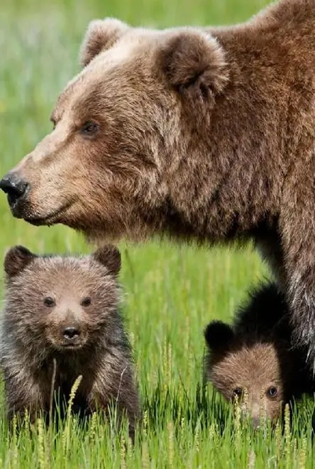 «I cuccioli di Daniza autonomi e lontani dall’uomo»