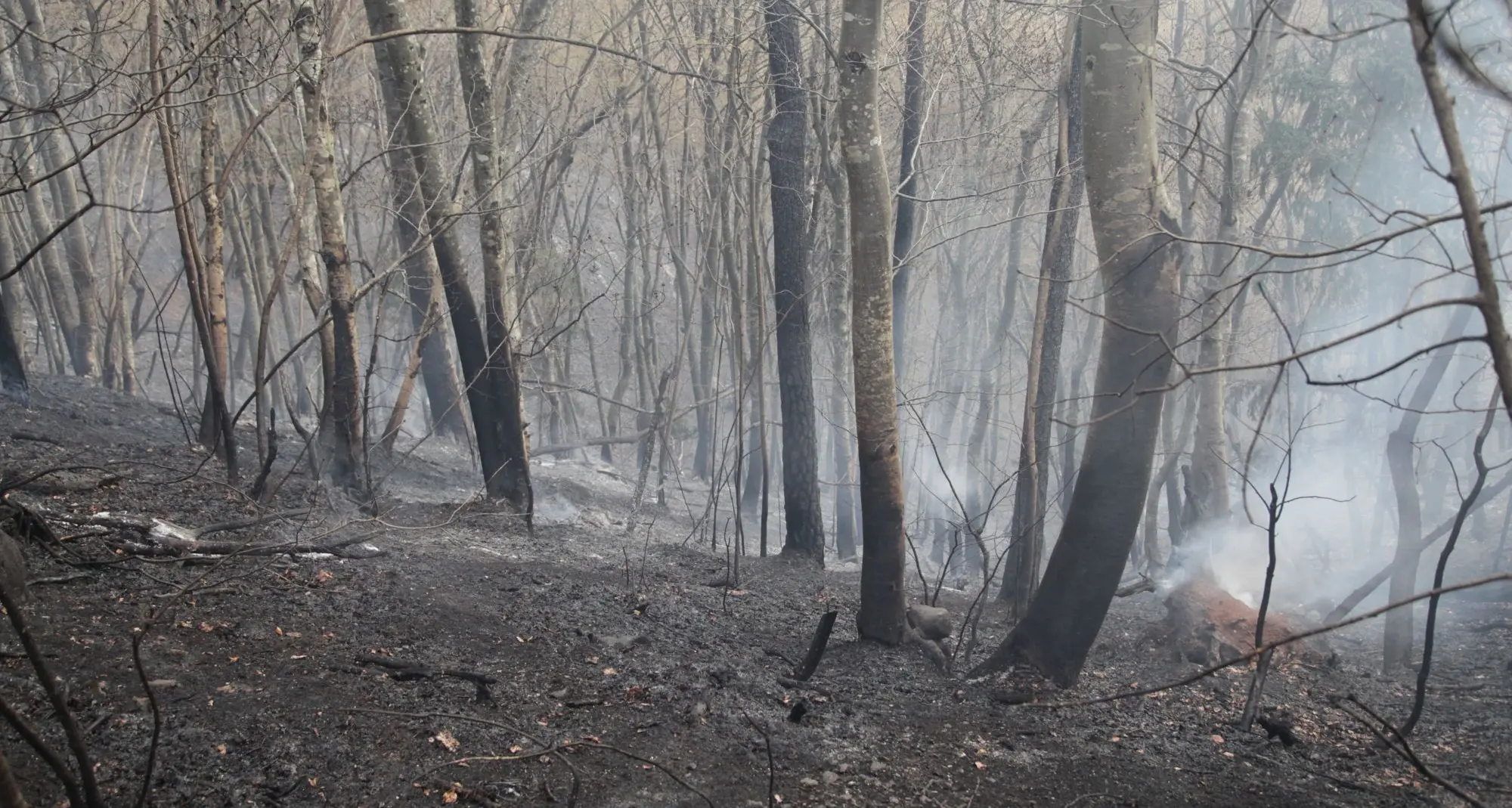 Incendio boschivo tra Cavedago ed Andalo