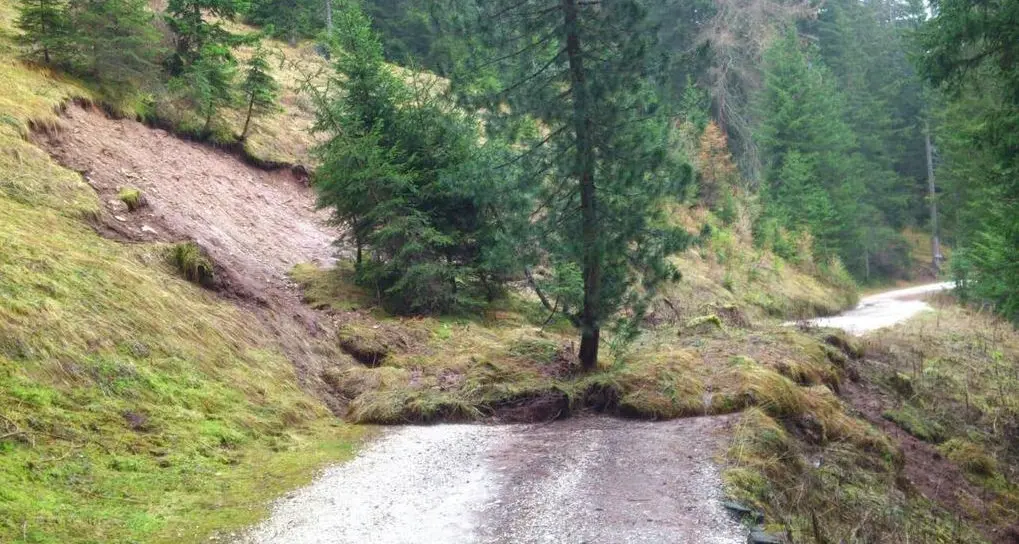 L'albero \"cocciuto\" che resiste anche alla frana