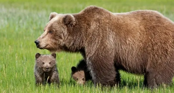 Daniza, la procura chiederà di nuovo l'archiviazione